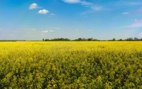 A stunning landscape of a blooming rapeseed field under a vibrant blue sky, perfect for rural themes. - Photo by Irina Iriser on Pexels