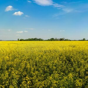 A stunning landscape of a blooming rapeseed field under a vibrant blue sky, perfect for rural themes. - Photo by Irina Iriser on Pexels